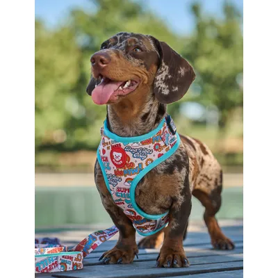 Dukier Harnais Réglable Stickers