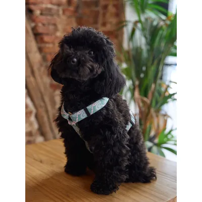 Dukier Harnais Classique Monstera