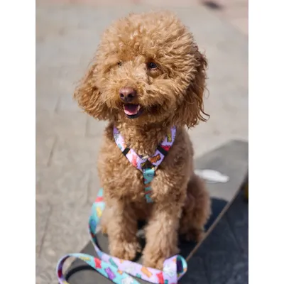 Dukier Harnais Classique Gummy Bears