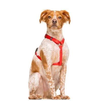 Dukier Harnais Classique Red