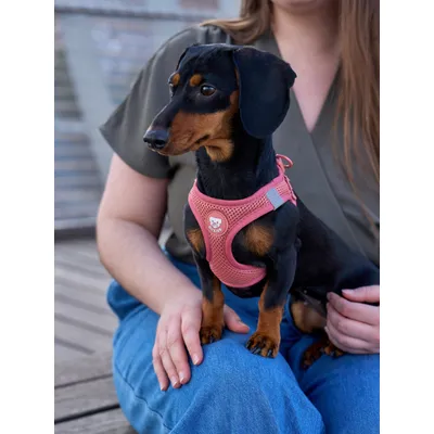 Dukier Harnais Body Terracota (Essentials)