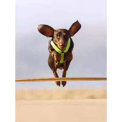 Dukier Harnais Classique Lime