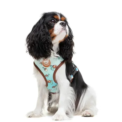 Dukier Harnais Réversible Turtle