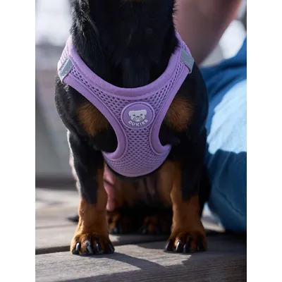Dukier Harnais Body Violet (Essentials)