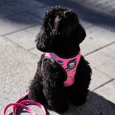 Dukier Harnais Body Dogtella