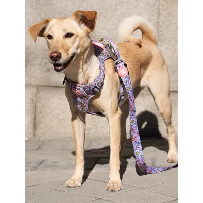 Dukier Harnais Trail  Flower Power pour chien