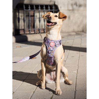 Dukier Harnais Trail  Flower Power pour chien