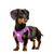 Dukier Harnais Body Purple