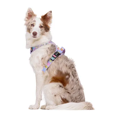 Dukier Harnais Trail  Smiley