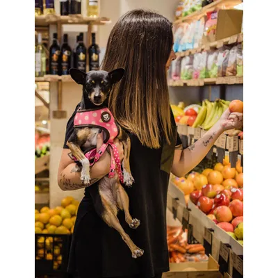 Dukier Harnais Réversible Dogtella