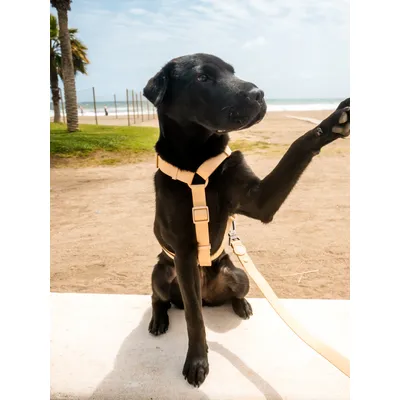 Dukier Harnais Waterproof Beige