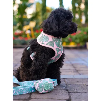 Dukier Harnais Réversible Monstera