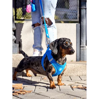 Dukier Harnais Body Blue