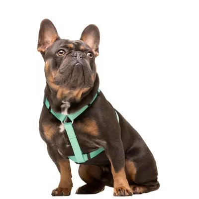 Dukier Harnais Classique Mint