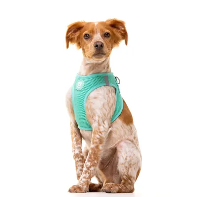 Dukier Harnais Body Mint