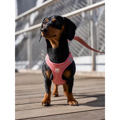 Dukier Harnais Body Terracota (Essentials)