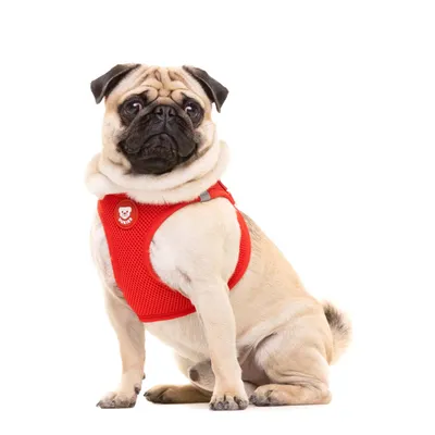 Dukier Harnais Body Red