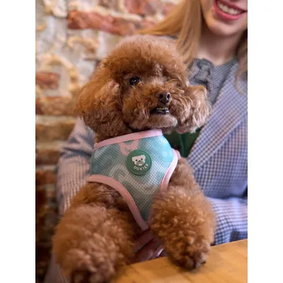 Dukier Harnais Réversible Monstera