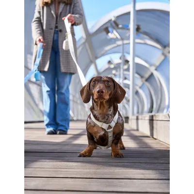 Dukier Harnais Classique Beige (Essentials)