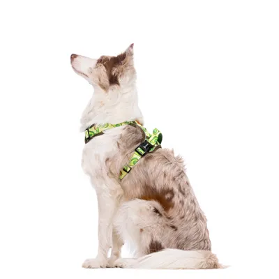 Dukier Harnais Trail  Avocado pour chien