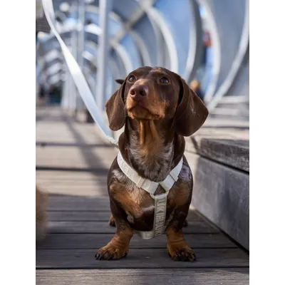 Dukier Harnais Classique Beige (Essentials)