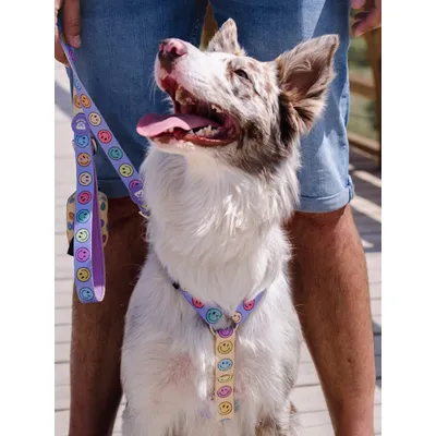 Dukier Harnais Classique Smiley