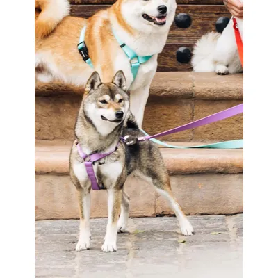 Dukier Harnais Classique Purple