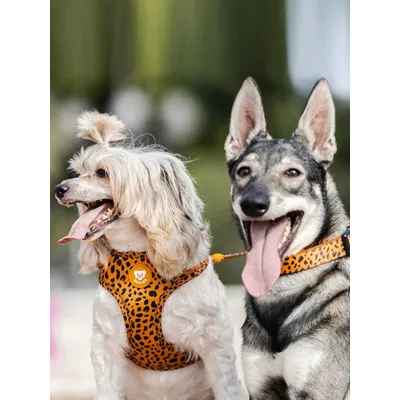 Dukier Harnais Réglable Cheetah