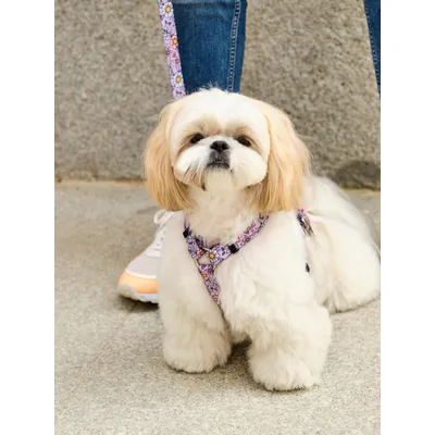 Dukier Harnais Classique Flower Power