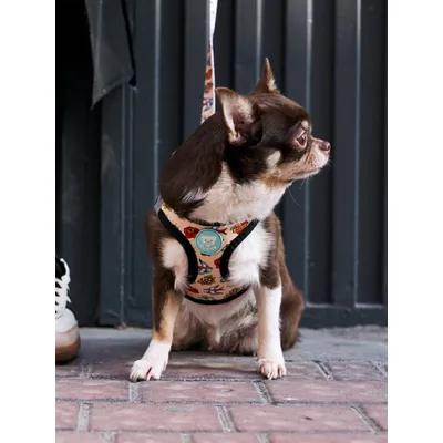 Dukier Harnais Body Tattoo