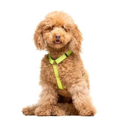 Dukier Harnais Classique Lime