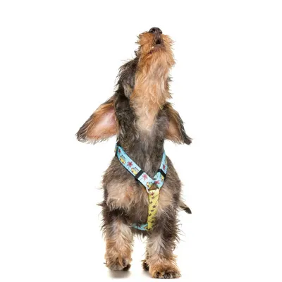 Dukier Harnais Classique California