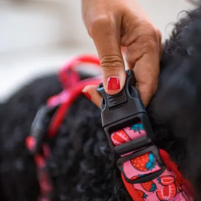 Dukier Harnais Trail  Berry Love pour chien