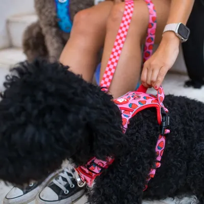 Dukier Harnais Trail  Berry Love pour chien