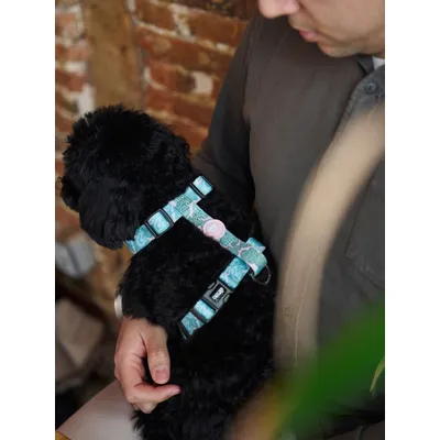 Dukier Harnais Classique Monstera