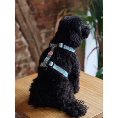 Dukier Harnais Classique Monstera