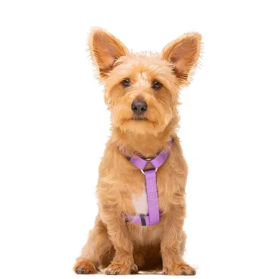 Dukier Harnais Classique Purple