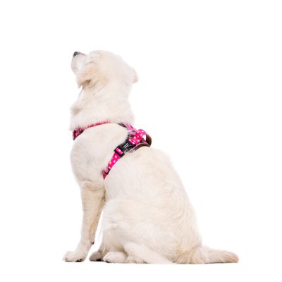 Dukier Harnais Trail  Dogtella pour chien