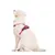 Dukier Harnais Trail  Dogtella pour chien