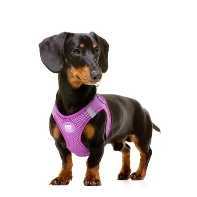 Dukier Harnais Body Purple