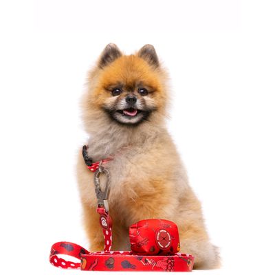 Dukier porte - sacs pour chien Flamenco