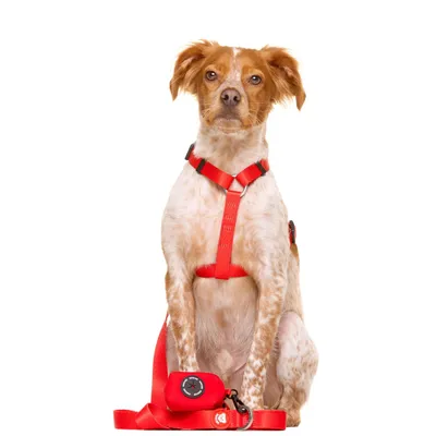 Dukier porte - sacs pour chien Red