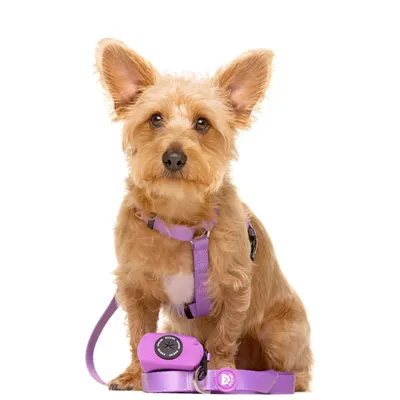 Dukier porte - sacs pour chien Purple