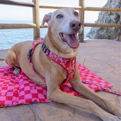 Dukier Pet Tapis Enroulable Berry love