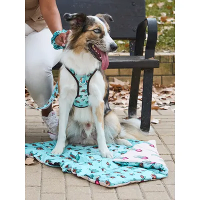 Dukier Pet Tapis Enroulable Turtle