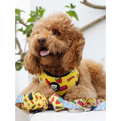 Dukier Laisse Sweets pour chien