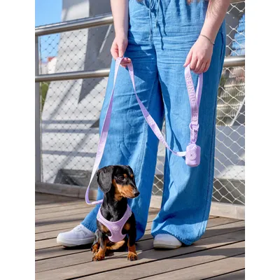 Dukier Laisse Violet (Essentials) pour chien