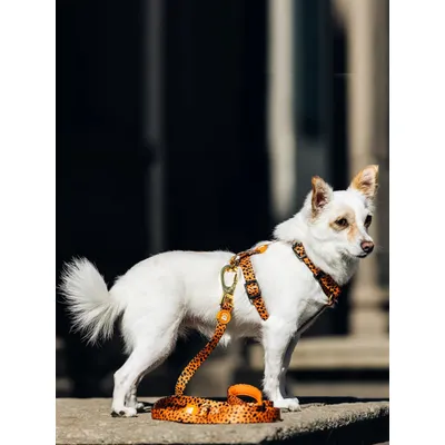 Dukier Laisse Cheetah pour chien