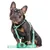 Dukier Laisse Mint pour chien