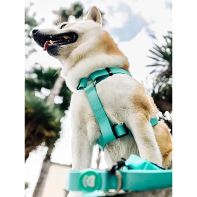 Dukier Laisse Mint pour chien